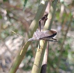 Leptoglossus oppositus
