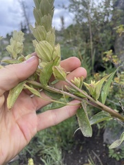 Castilleja septentrionalis