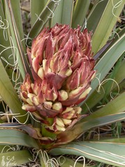 Yucca baccata
