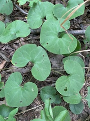 Asarum canadense