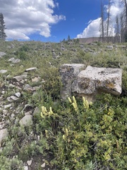 Castilleja septentrionalis