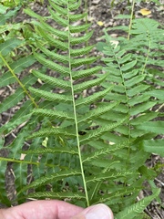 Homalosorus pycnocarpos