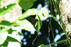 Archaeoprepona demophoon