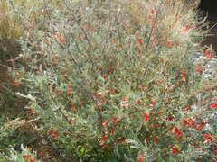 Lessertia frutescens