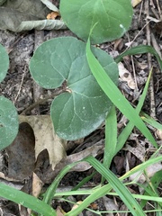 Asarum canadense