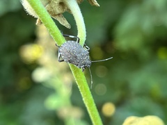 Halyomorpha halys