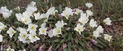 Oenothera deltoides