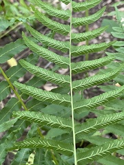 Homalosorus pycnocarpos