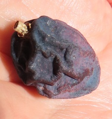 Chionanthus peglerae