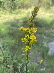 Solidago uliginosa