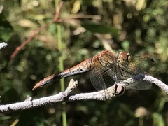 Sympetrum