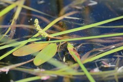 Potamogeton epihydrus