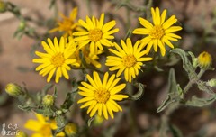 Heterotheca hirsutissima