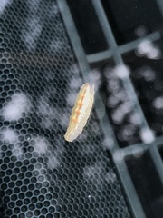 Epistrophe grossulariae