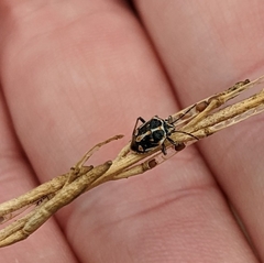 Bagrada hilaris
