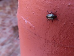 Zygogramma piceicollis