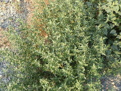 Atriplex tatarica