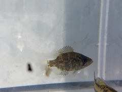 Ambloplites rupestris