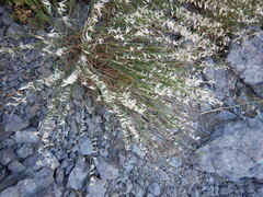 Melica stricta