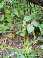 Cyperus erythrorhizos