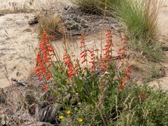 Penstemon eatonii