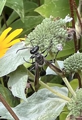 Isodontia