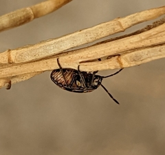 Bagrada hilaris