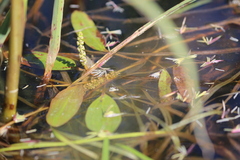 Potamogeton epihydrus
