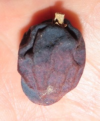 Chionanthus peglerae