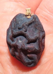 Chionanthus peglerae