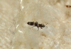 Aeolothrips
