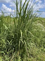 Panicum virgatum