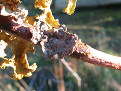 Lobarina scrobiculata