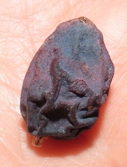 Chionanthus peglerae