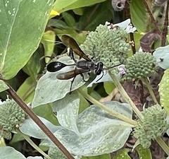 Isodontia