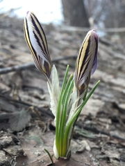 Crocus reticulatus
