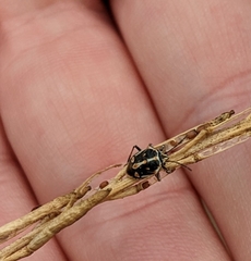 Bagrada hilaris
