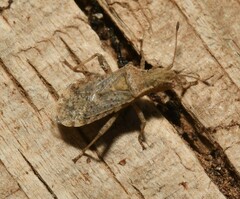 Aufeius impressicollis