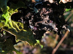 Peltigera collina