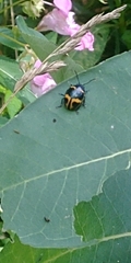 Labidomera clivicollis