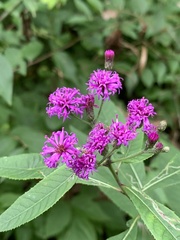 Vernonia missurica