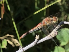 Sympetrum