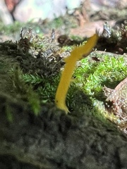Calocera viscosa