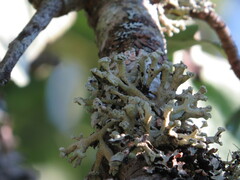 Hypogymnia tubulosa