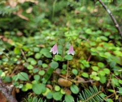 Linnaea borealis
