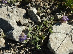 Lupinus breweri