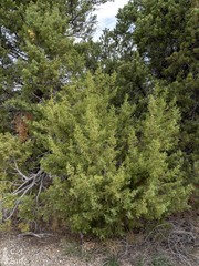 Juniperus osteosperma