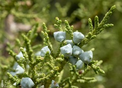 Juniperus osteosperma