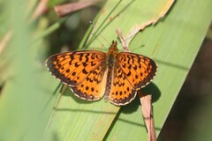 Boloria selene