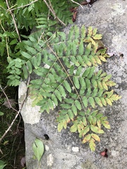 Osmunda spectabilis